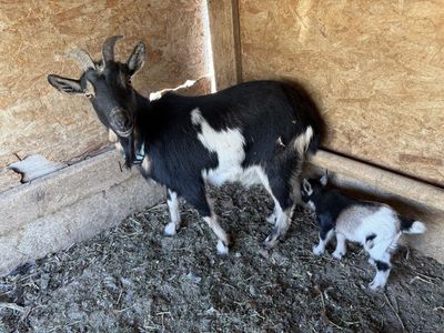 Nigerian Doe With Doeling