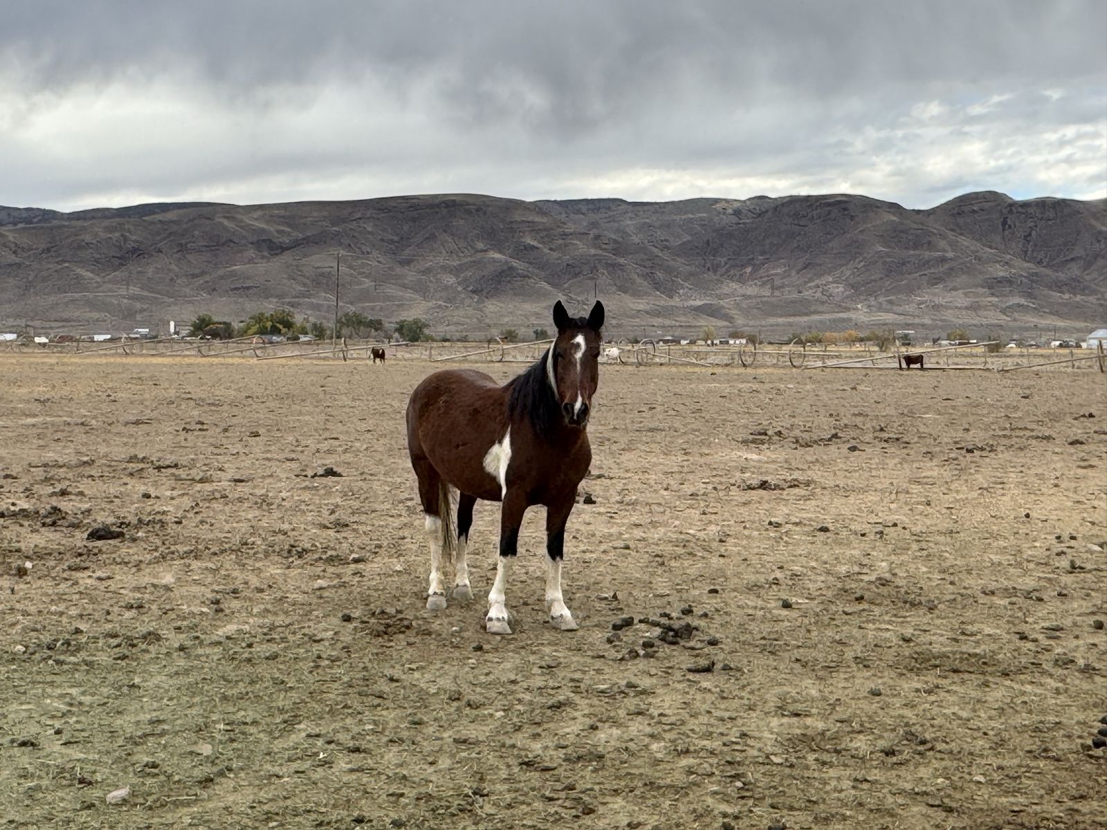 8yo mustang mare