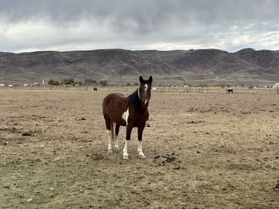 8yo mustang mare
