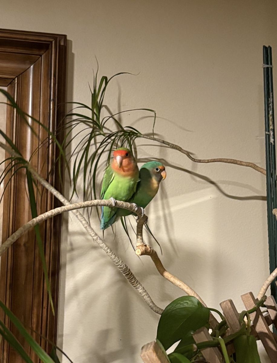 Two Adorable Fischer's Lovebirds - Bonded Pair