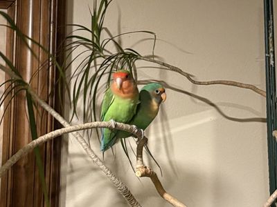 Two Adorable Fischer's Lovebirds - Bonded Pair