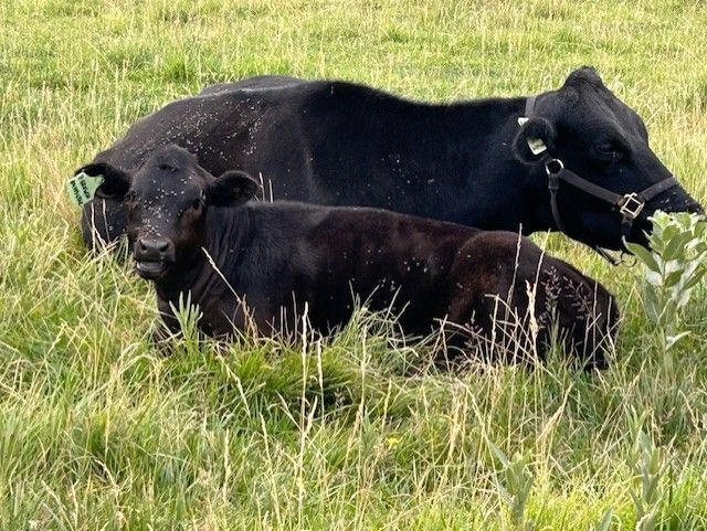 Angus/Wagyu cow & calf pair