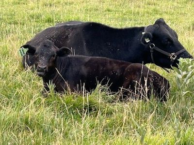 Angus/Wagyu cow & calf pair