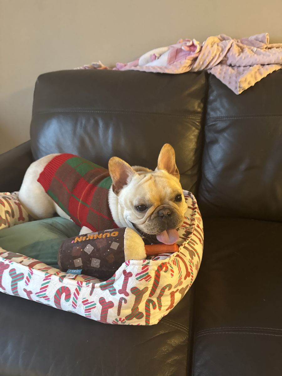 French Bulldog Male