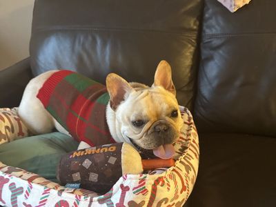 French Bulldog Male
