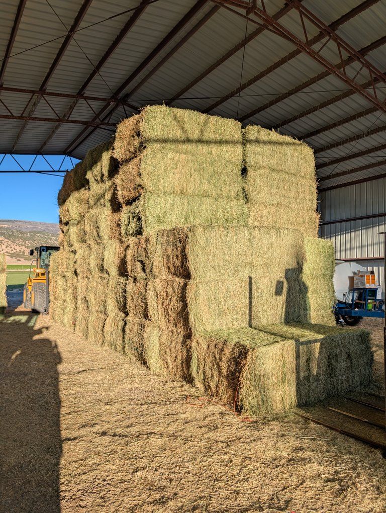 3x4 alfalfa