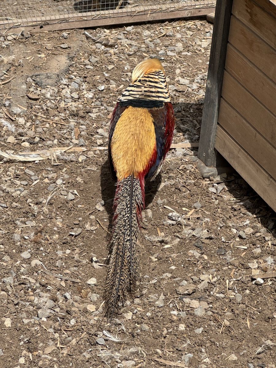Golden red pheasants