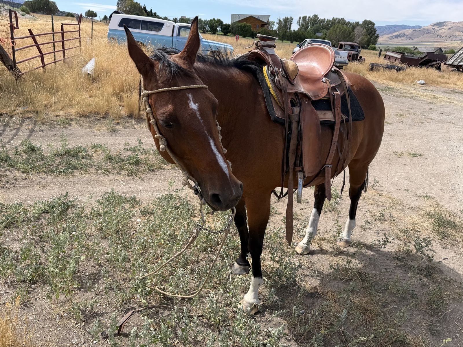 Horse for sale