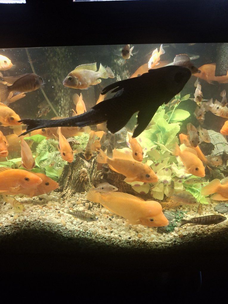 large pleco algae eaters.