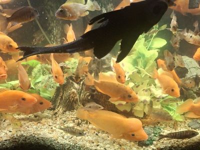 large pleco algae eaters.