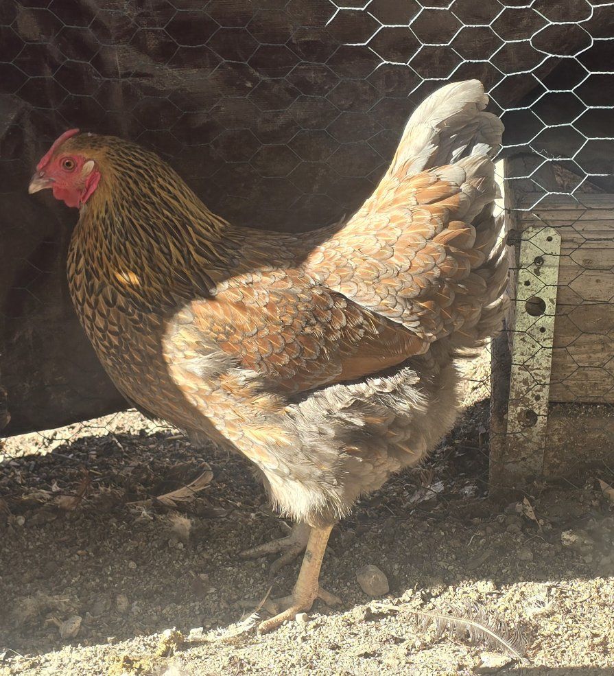Blue Laced Wyandotte Laying Hen