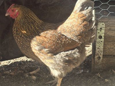 Blue Laced Wyandotte Laying Hen