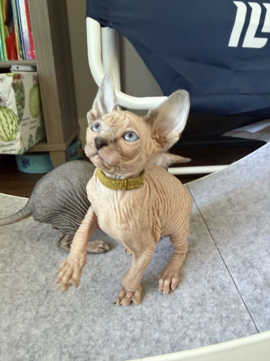 Adorable Sphynx Kittens- Ready for New Home