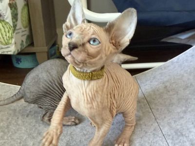 Adorable Sphynx Kittens- Ready for New Home