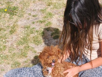 9 month old toy poodle