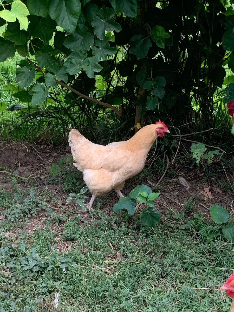 3 Year Old Buff Orpington Chickens **$15 Each**