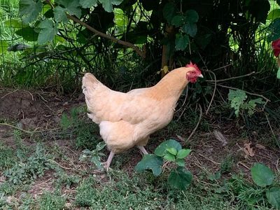 3 Year Old Buff Orpington Chickens **$15 Each**