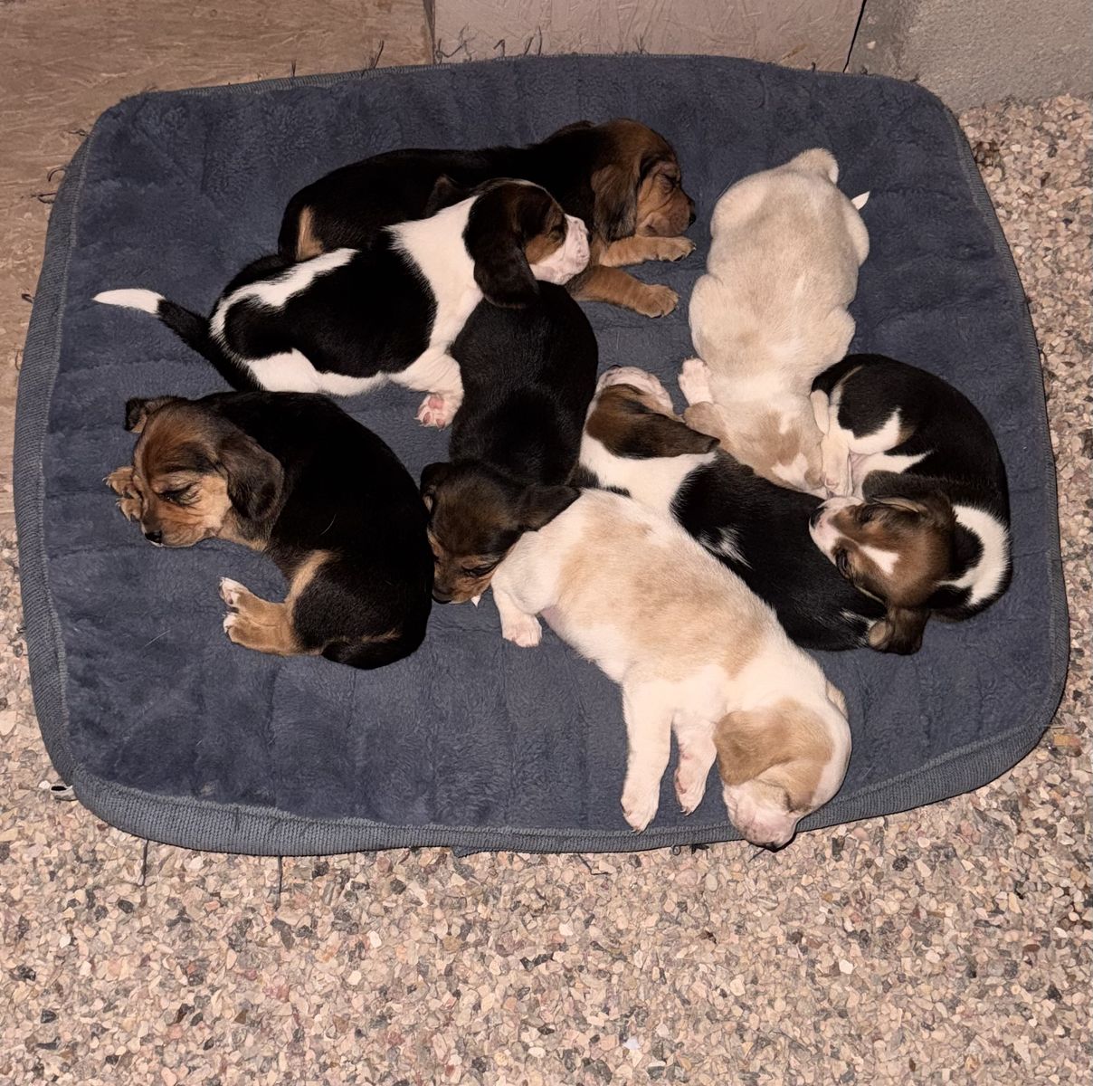 Adorable Beagle Puppies for Sale - Tri-Color, Lemon, Black & Tan - Shots & Dewormer