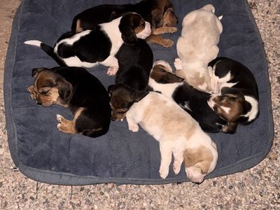 Adorable Beagle Puppies for Sale - Tri-Color, Lemon, Black & Tan - Shots & Dewormer