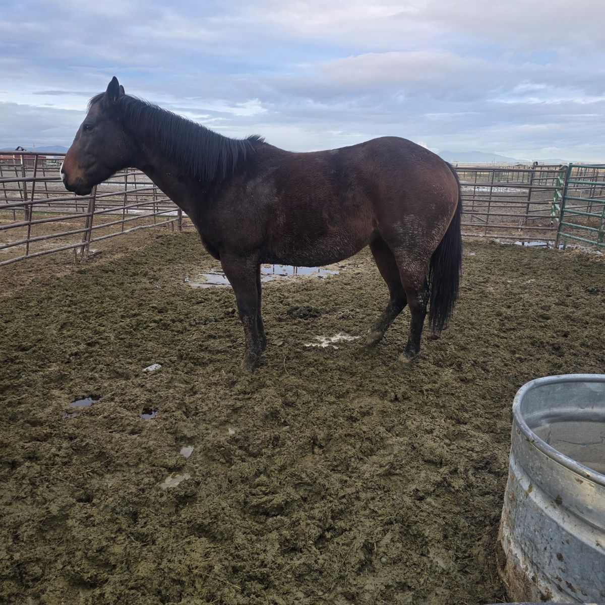 4 yr old bay mare green broke