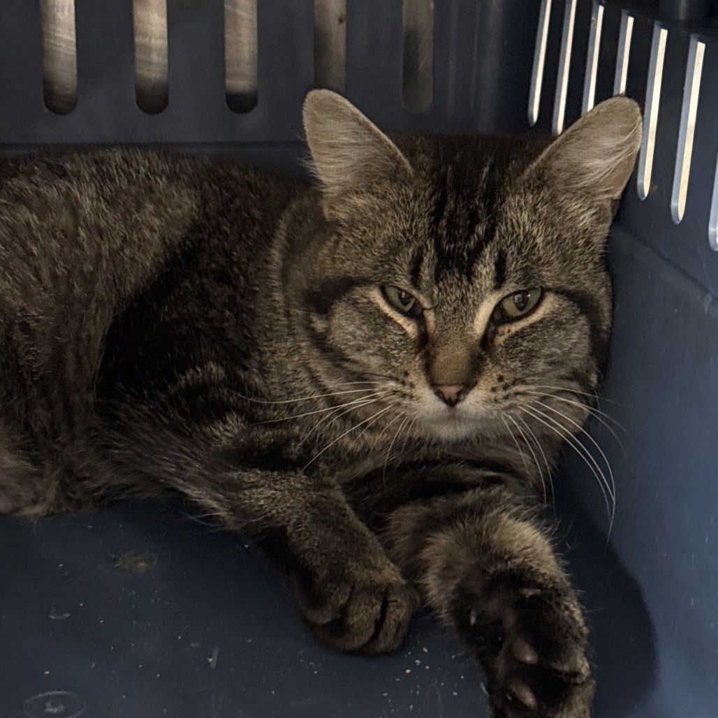 Hello my name is Sparrow