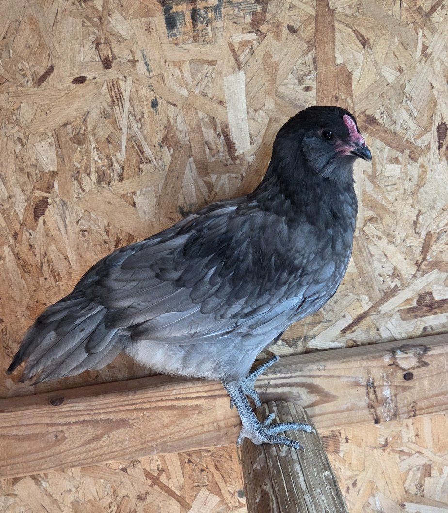 Australorp/Easter Egger Mix Rooster