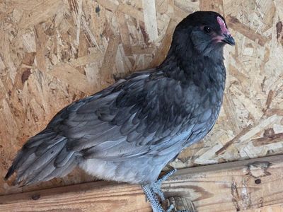 Australorp/Easter Egger Mix Rooster