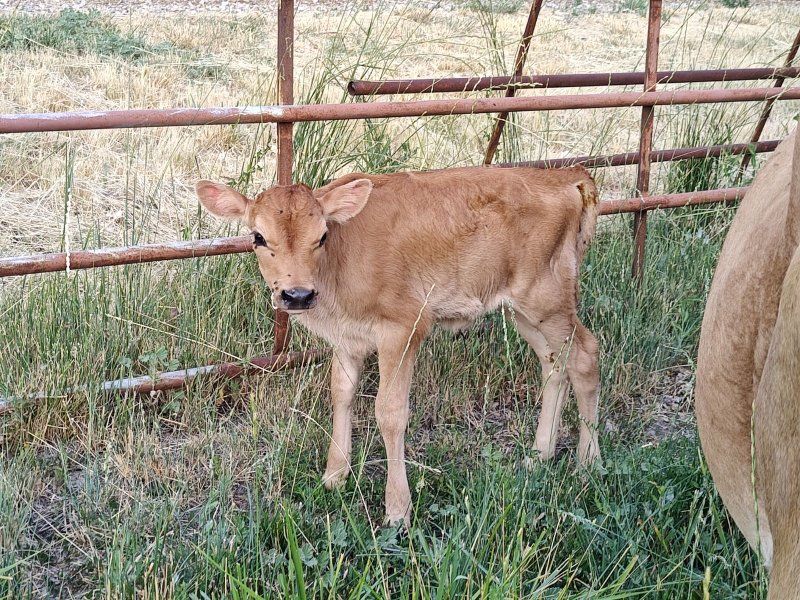 Pure Bred Jersey Heifer