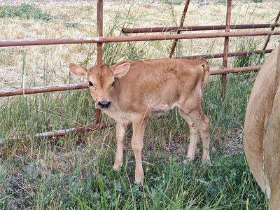 Pure Bred Jersey Heifer