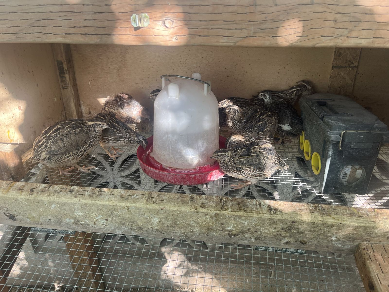 Quail setup with year old laying quail