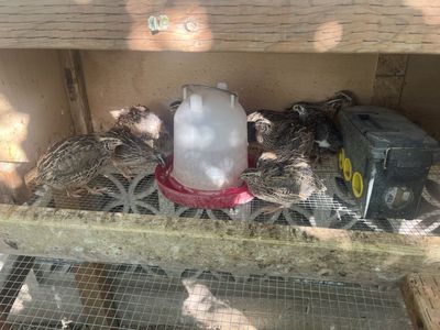 Quail setup with year old laying quail