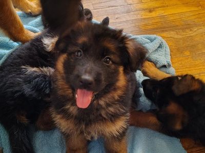 AKC German Shepherd puppies