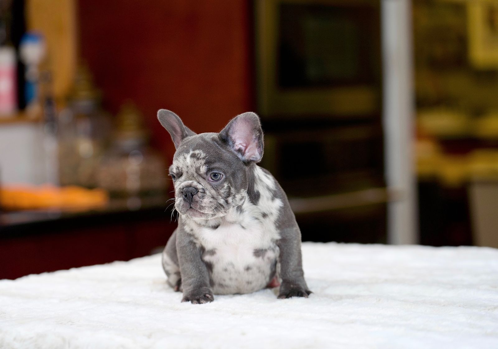 French Bulldog Puppy Available