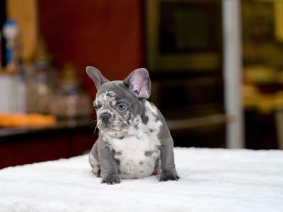 French Bulldog Puppy Available