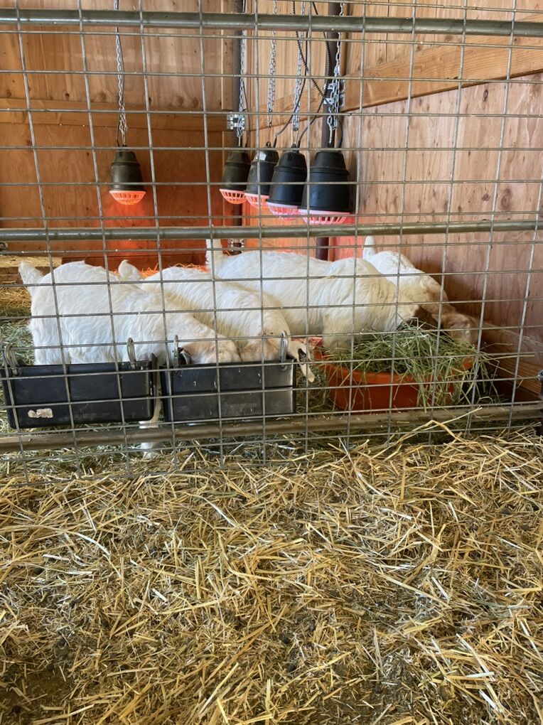 Wether Bred Herd Dispersal