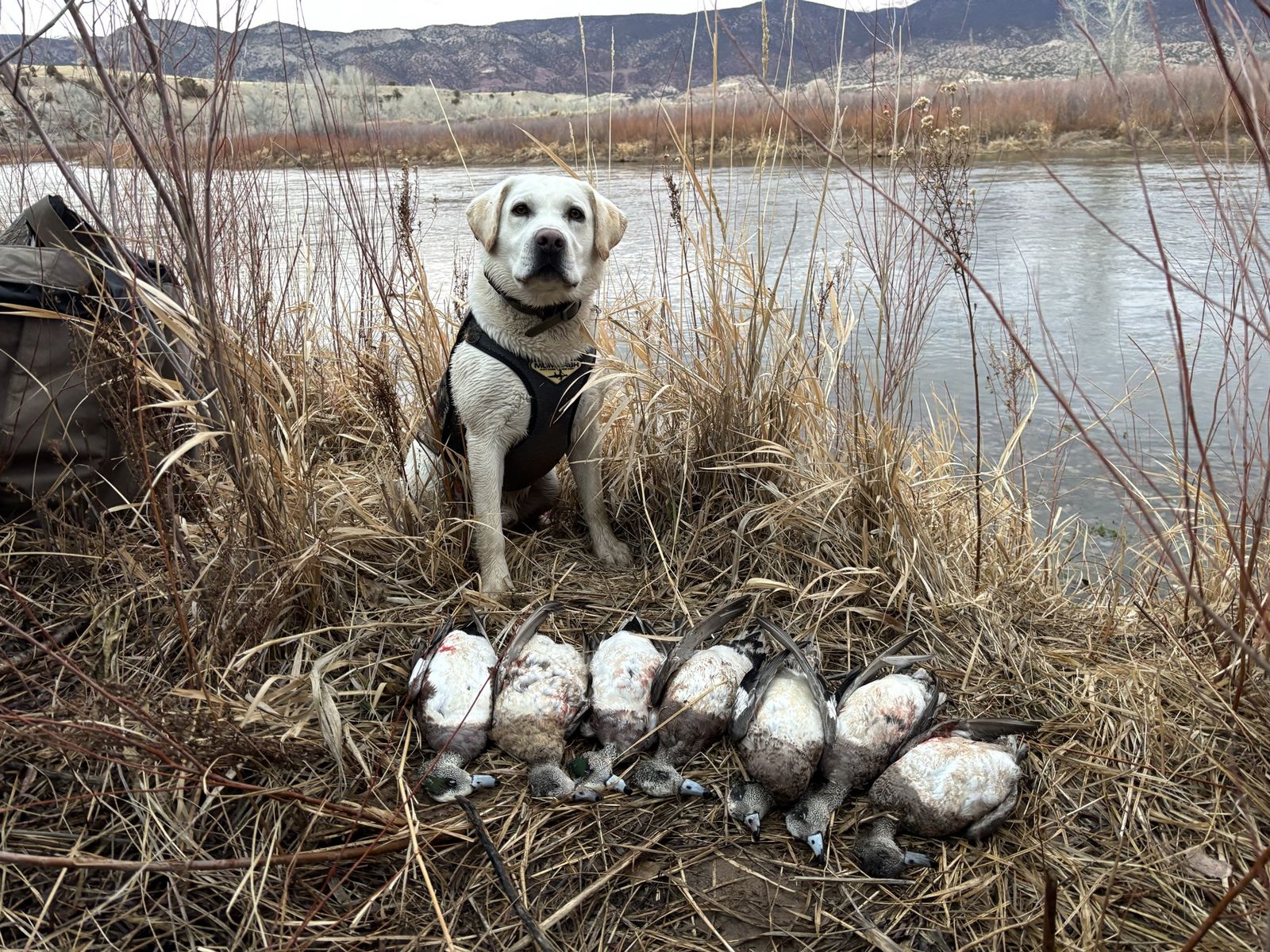 Labrador Retriever Stud