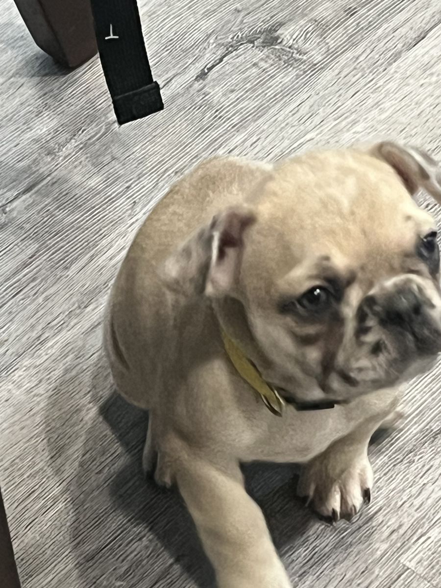 AKC FRENCH BULLDOG