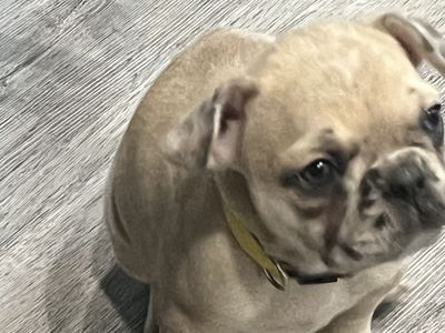 AKC FRENCH BULLDOG