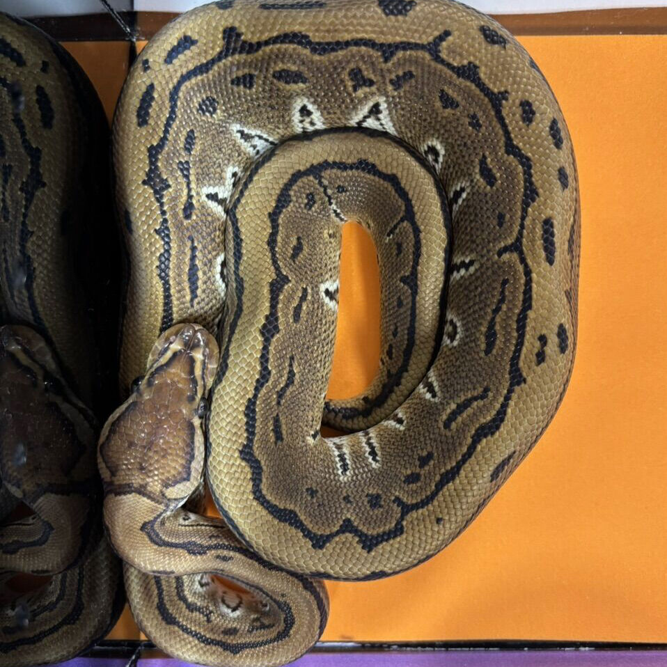 Ball Python Pinstripe HRA-Female