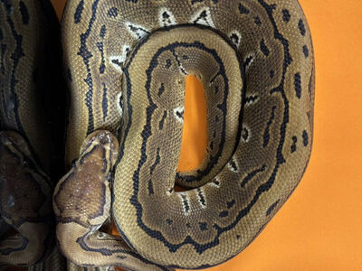Ball Python Pinstripe HRA-Female