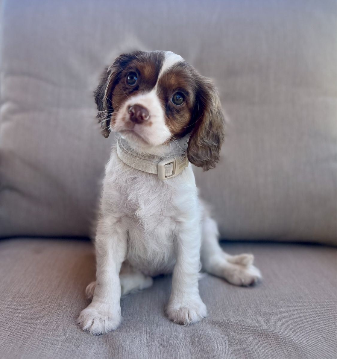 Adorable Female Cavapoo Puppy - 13 Weeks Old, Crate Trained, Potty Training Started