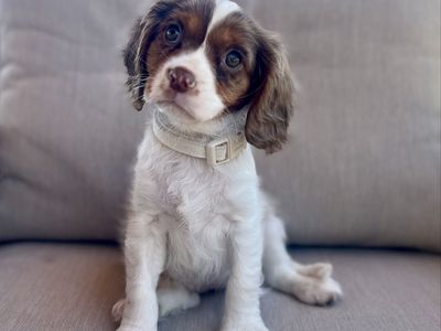 Adorable Female Cavapoo Puppy - 13 Weeks Old, Crate Trained, Potty Training Started