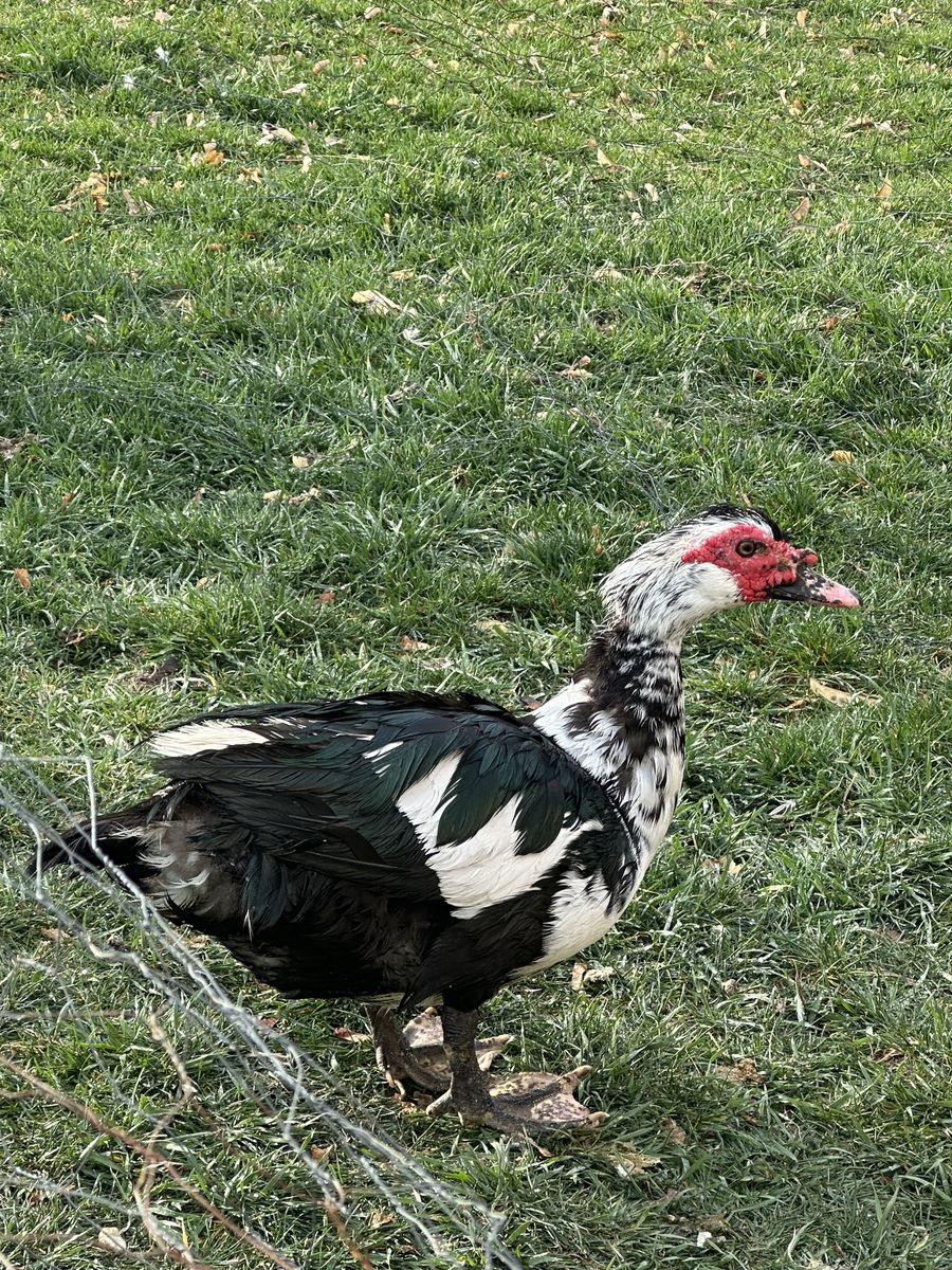 Muscovy Drake Duck