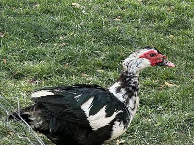 Muscovy Drake Duck