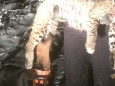 Hound Dog, Bear, Bobcat And Lion $3000-$5000