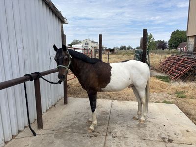 Grade Large Pony