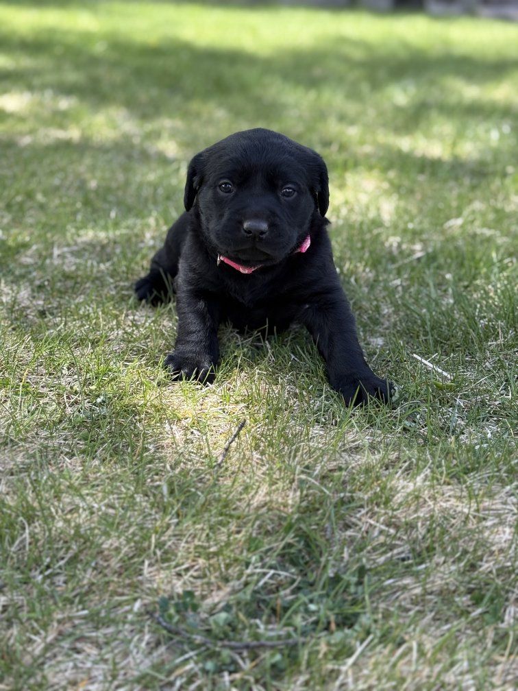 7 weeks old Purebred Labrador Puppies Not Papered