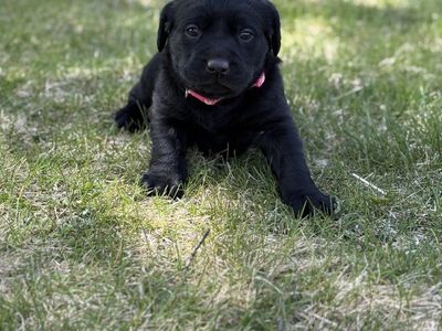 7 weeks old Purebred Labrador Puppies Not Papered