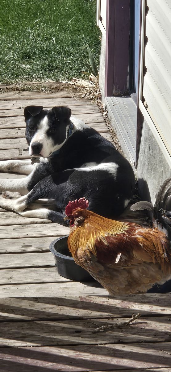 Hanging Tree cow dog female