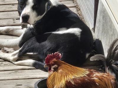 Hanging Tree cow dog female